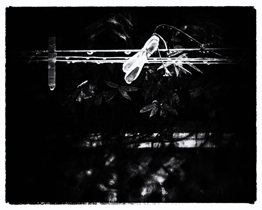 Early morning backyard